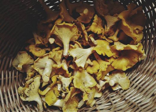 19030375_1384544428249776_7880876178136960083_n